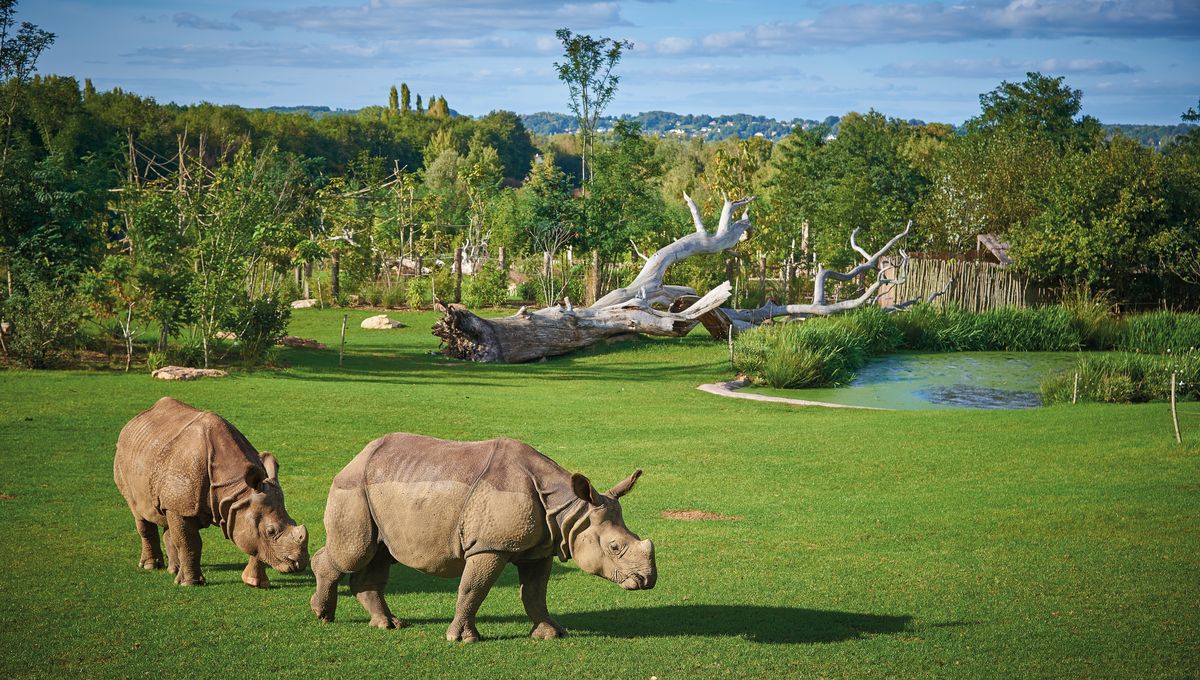Zoo De La Flèche 1 Jour