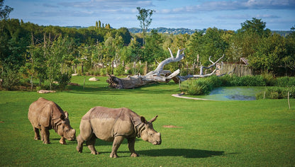 Zoo De La Flèche 1 Jour