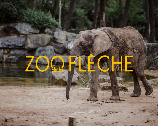 Zoo De La Flèche 1 Jour