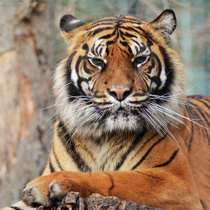 Zoo De Beauval