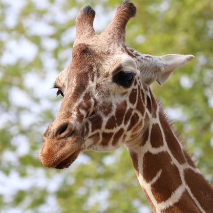Zoo De Beauval 2 Jours