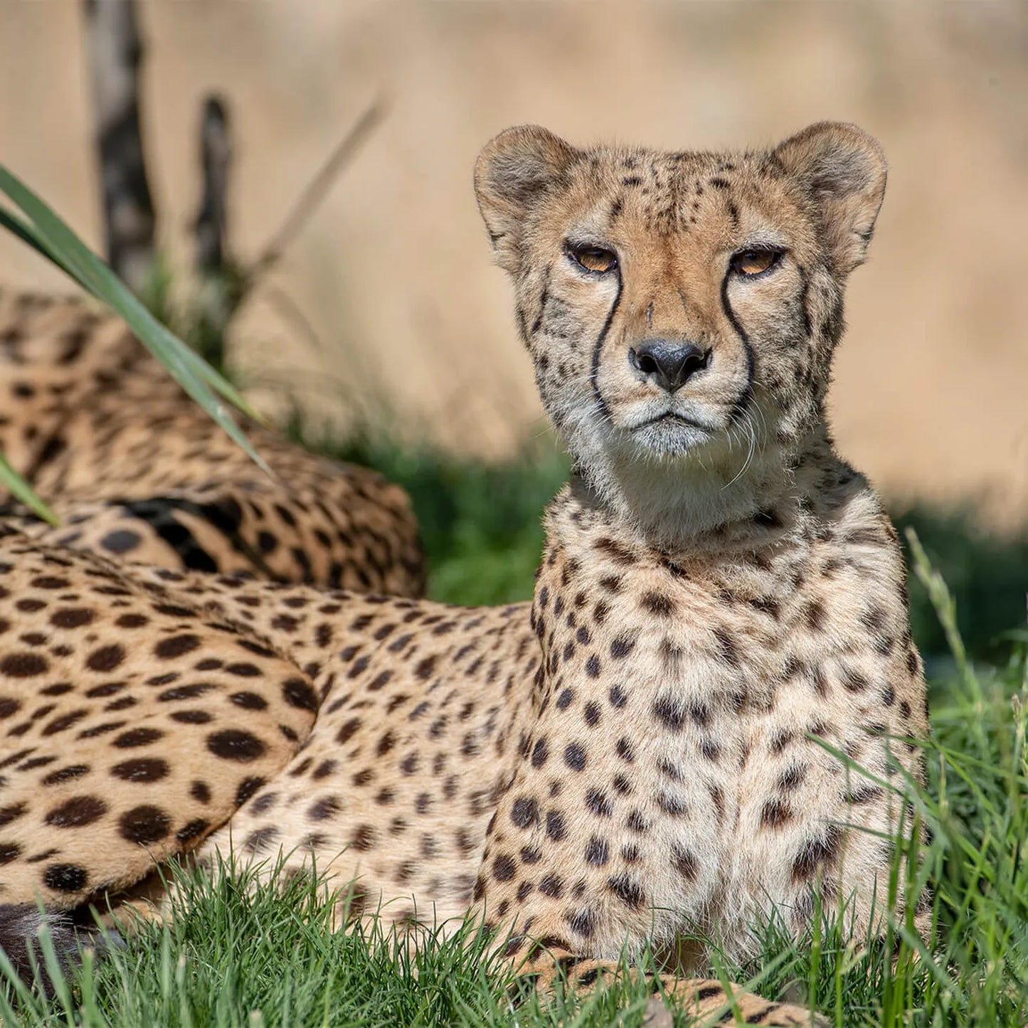 Zoo De Beauval 2 Jours