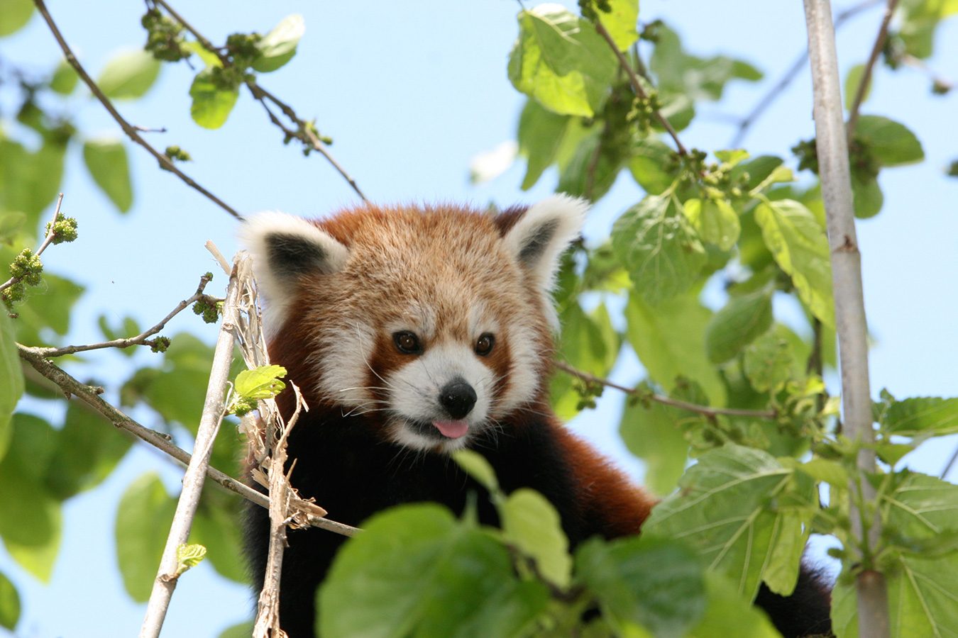 Zoo De La Flèche 1 Jour