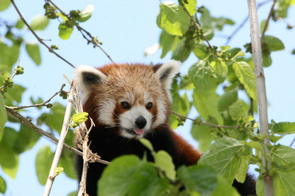 Zoo De La Flèche 1 Jour
